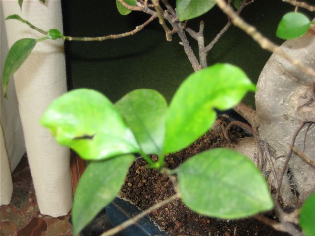 bwy1212857654l.jpg