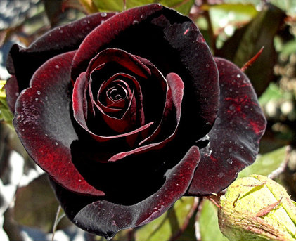 bwy1228203341t.jpg