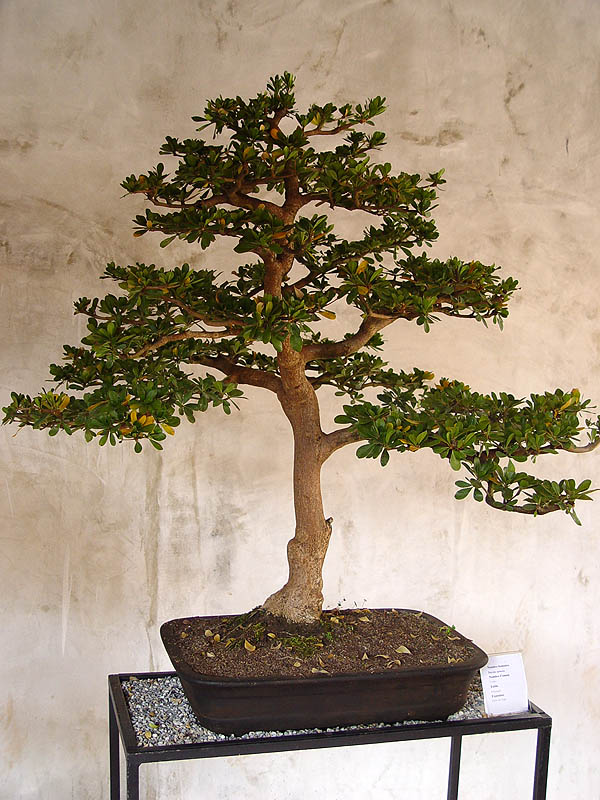 bwy1234537189d.jpg