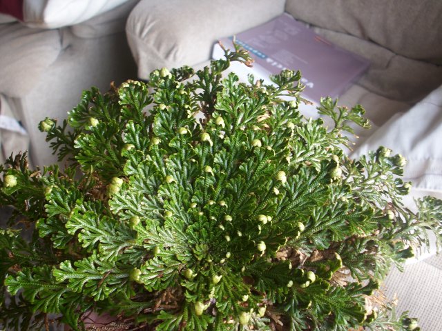 bwy1242227354g.JPG