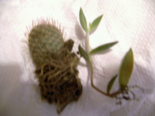 bwy1245966028t.JPG