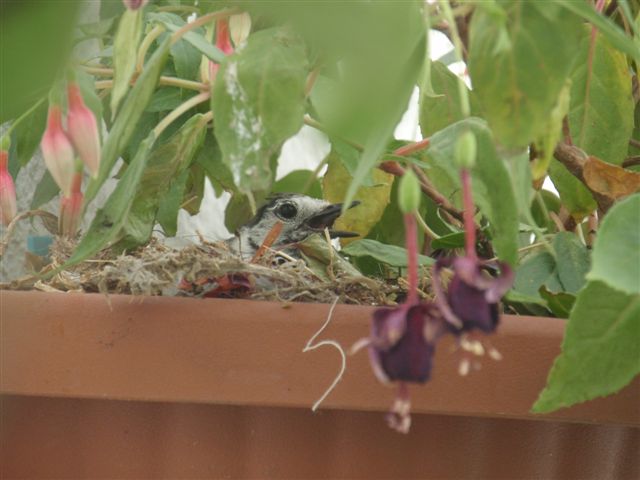 bwy1248041720o.jpg