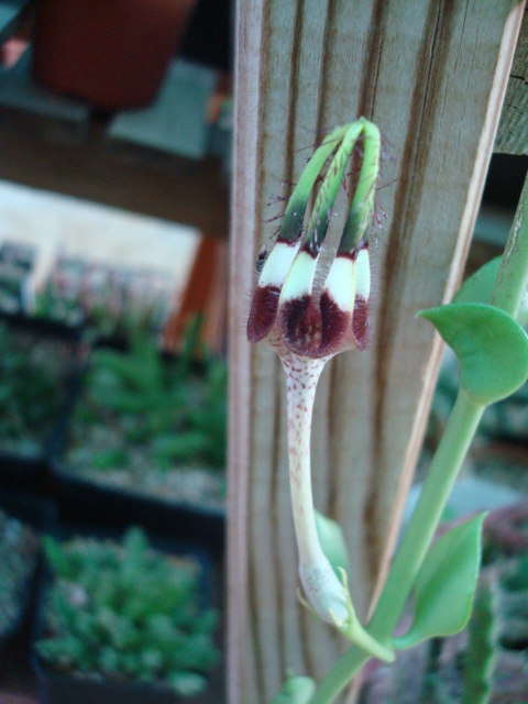 bwy1248887664l.jpg