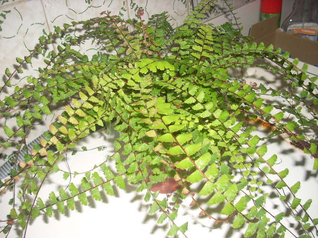bwy1249865576g.JPG
