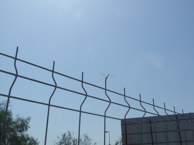 bwy1250199676p.jpg