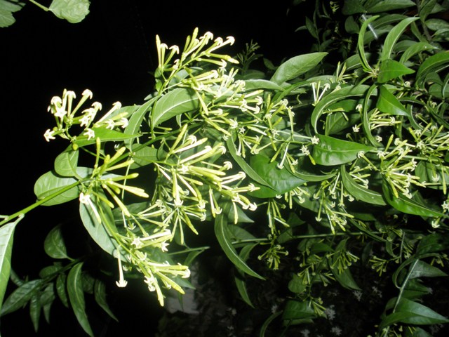 bwy1252702005g.JPG