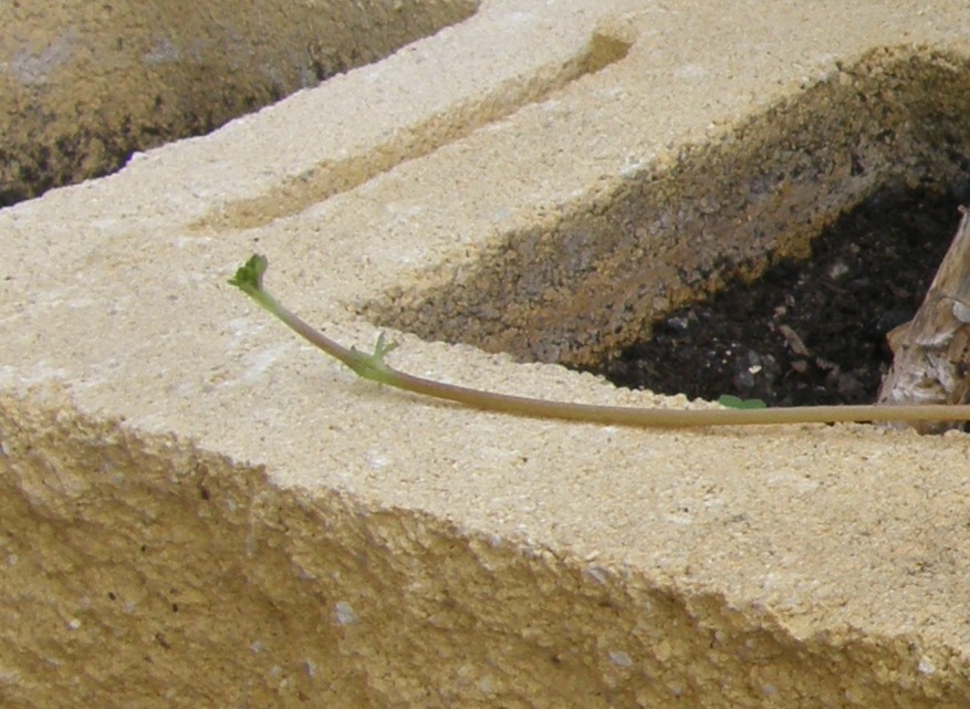 bwy1255316506e.jpg