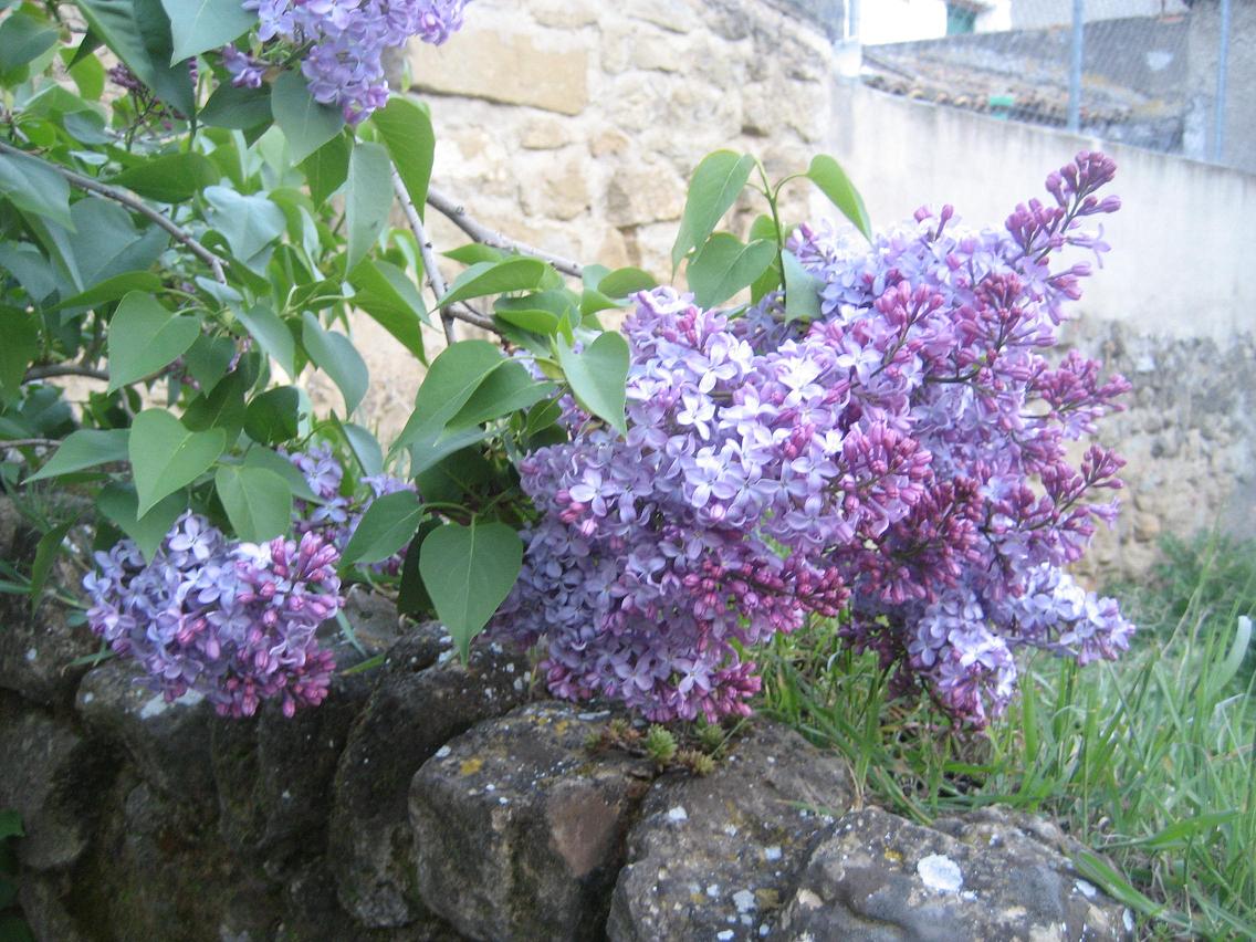 bwy1256008757d.JPG