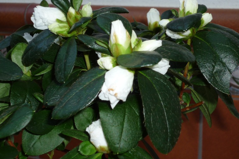 bwy1264961439a.JPG