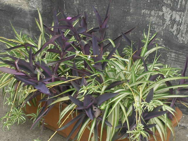 bwy1267580483l.jpg