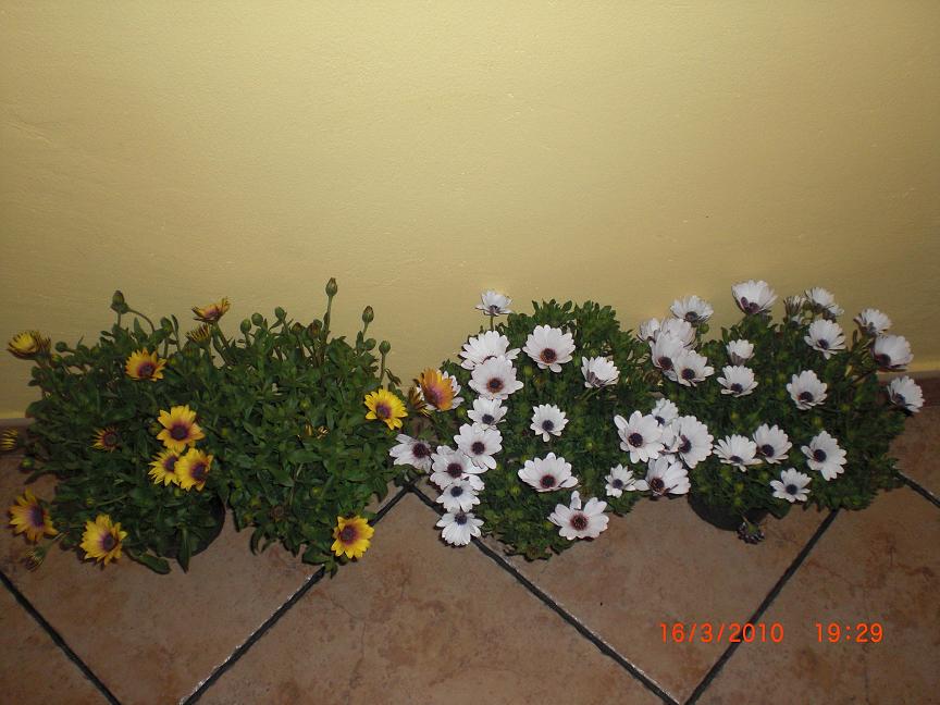 bwy1269071214a.JPG