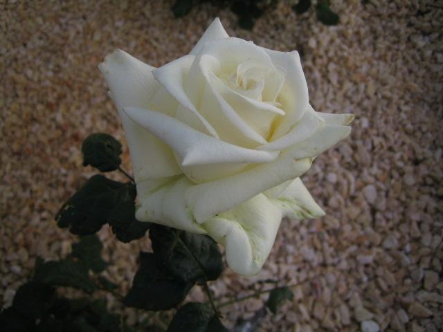 bwy1276205916h.JPG