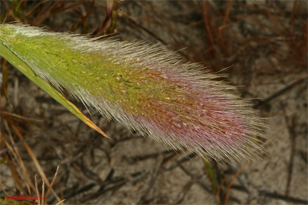 bwy1277255730w.jpg