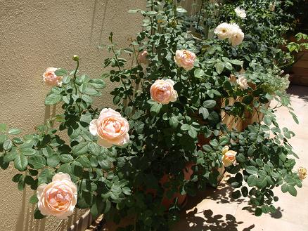 bwy1280094970c.jpg