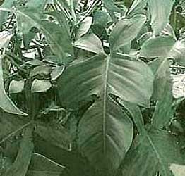 bwy1285093742h.jpg