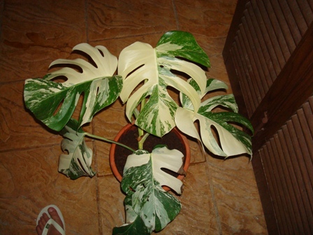bwy1285093806f.jpg