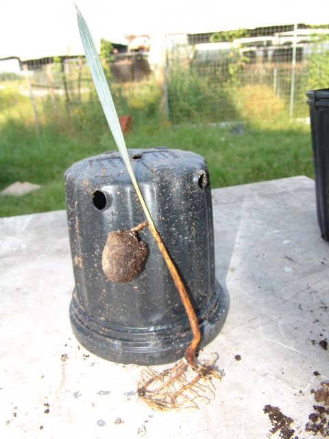 bwy1289259177o.jpg