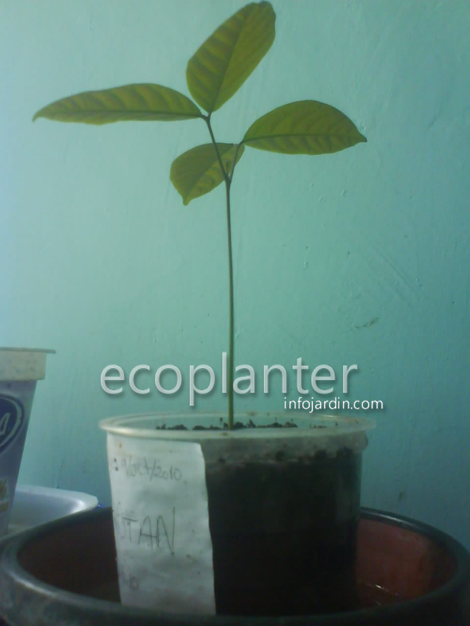 bwy1291179363s.JPG