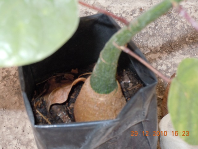bwy1293721653g.jpg