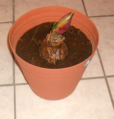 bwy1297997950w.jpg