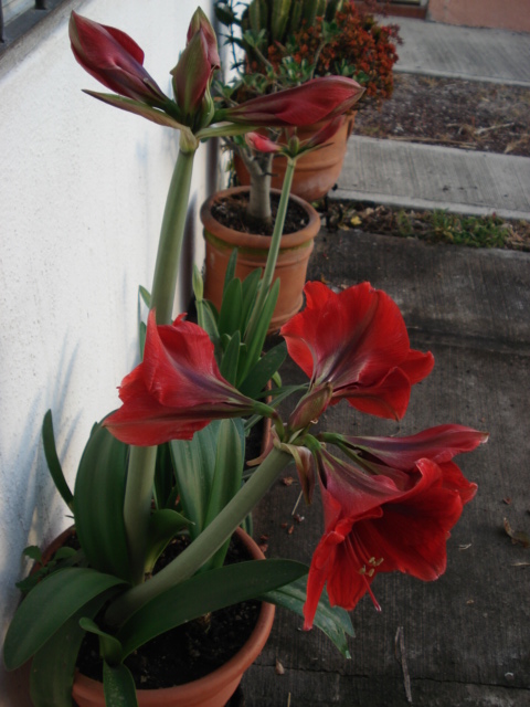 bwy1299887816f.JPG
