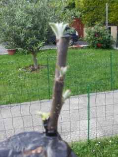 bwy1303238104v.jpg