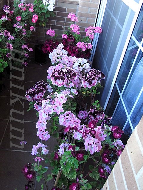 bwy1305878608q.jpg