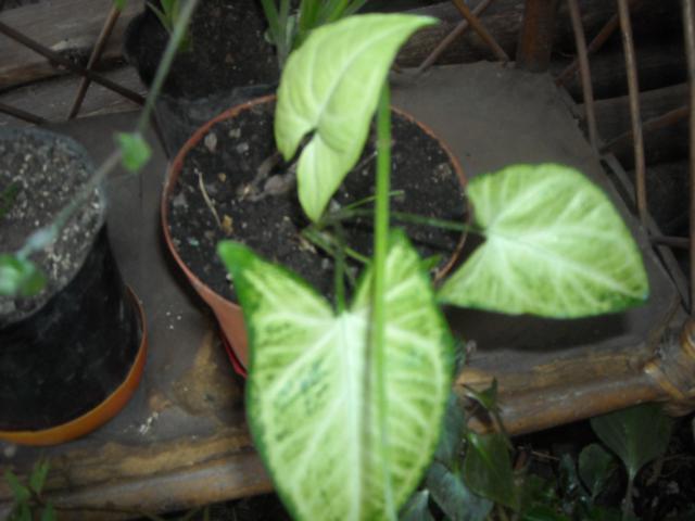 bwy1306772872f.jpg