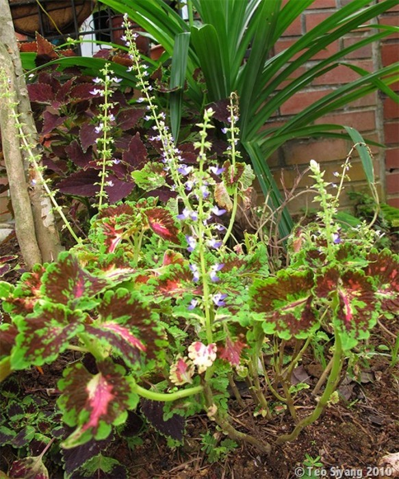 bwy1310236444d.jpg