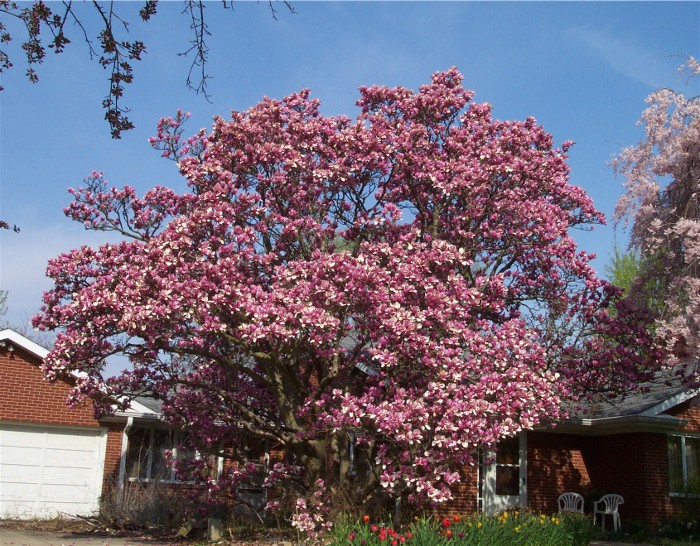 Magnolia liliflora (magnolia purpúrea): ficha