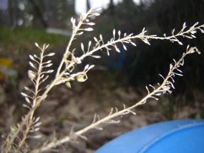 bwy1312055840m.JPG