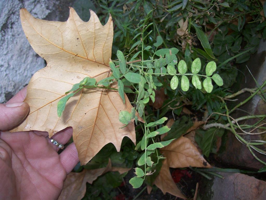 bwy1312085930c.jpg