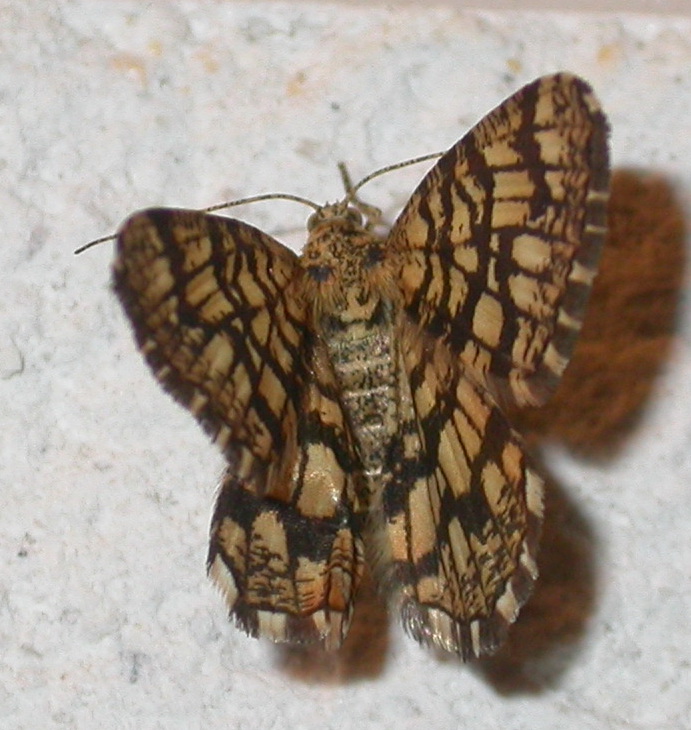 bwy1312310821y.jpg