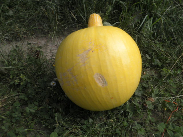 bwy1312393099j.JPG