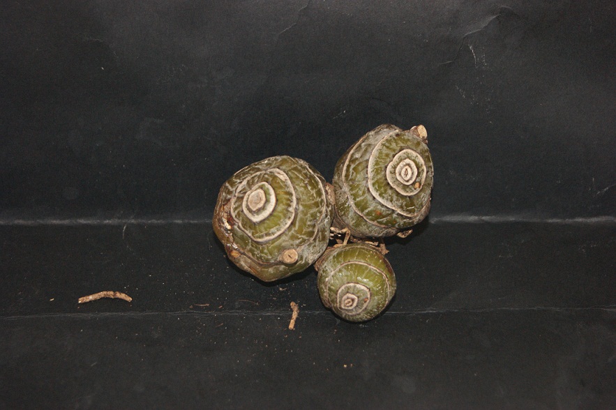 bwy1312549103b.jpg