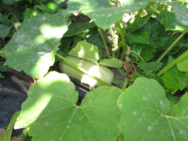 bwy1312631893t.JPG
