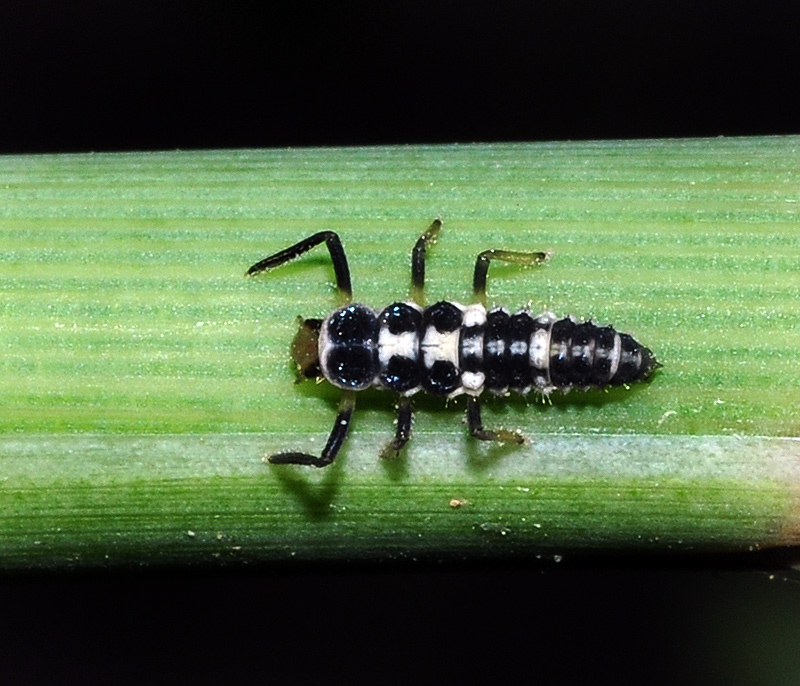 bwy1312670639v.jpg