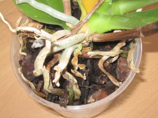 bwy1312726901w.JPG