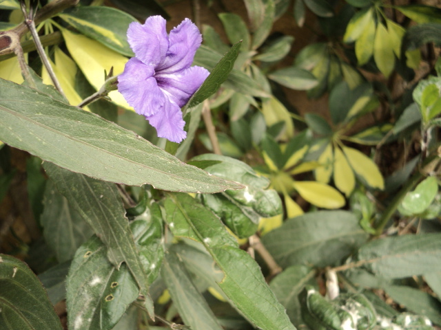 bwy1313087371p.JPG