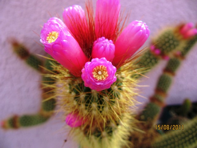 bwy1313444593p.jpg