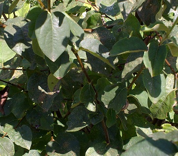 bwy1313530777a.jpg