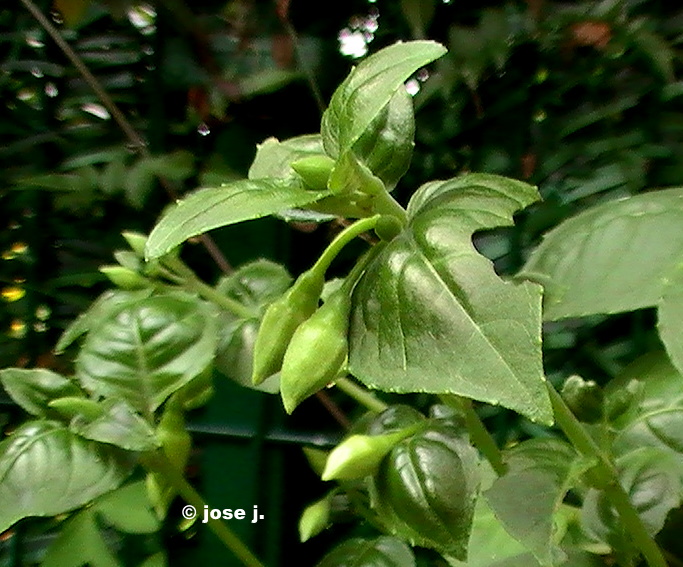 bwy1313755081q.JPG