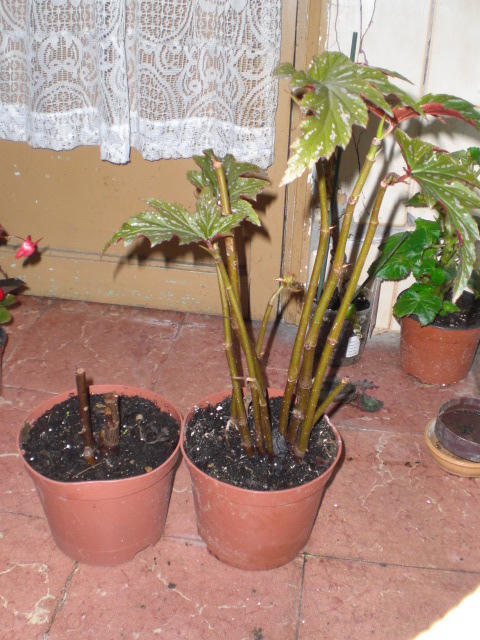 bwy1328276033e.JPG
