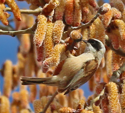 bwy1331532599i.jpg