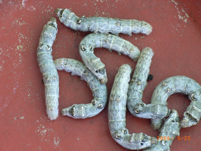 bwy1333353775j.jpg