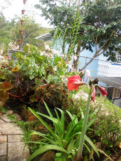bwy1335786374b.JPG