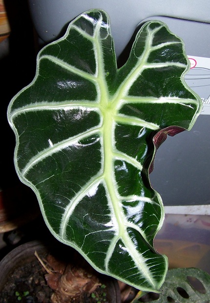 bwy1336052346d.jpg