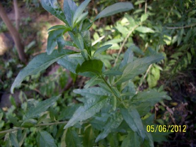 bwy1338907776a.jpg