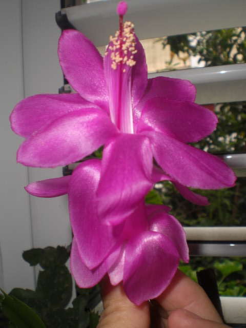 bwy1358418557l.JPG
