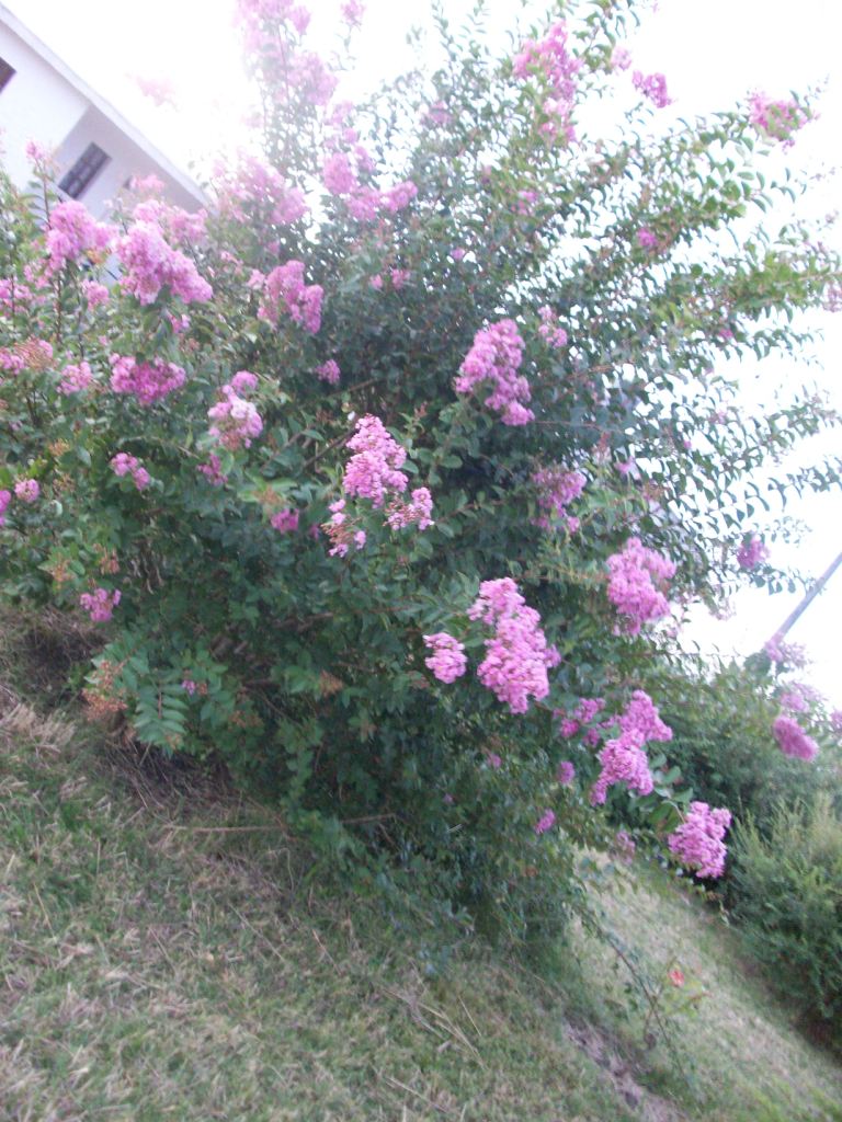 bwy1360405799e.JPG